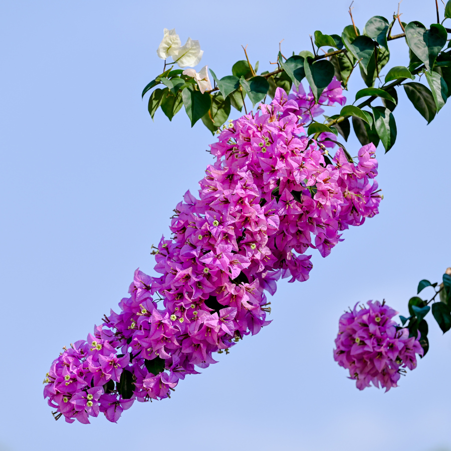 ދަރަވަންދޫގެ ގެއެއްގައި ބޯގަންވިލާ ހައްދާފައި. މިއީ މި ރަށުގެ މަގުތަކުން ފެންނަ އެންމެ ހިތްގައިމު މަންޒަރު. ކޮންމެ މަގަކުންވެސް ފެންނަނީ އެކި ކުލަކުލައިގެ ރީތި ބޯގަންވިލާ މާ ކޯޅިތައް.-- ފޮޓޯ: ނިޝާން އަލީ | މިހާރު