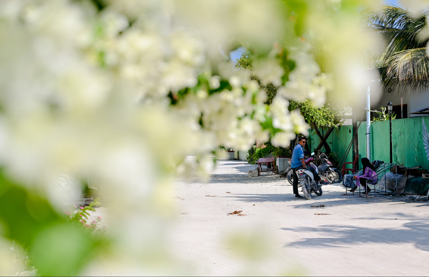 މި ރަށުގައި އެންމެ ގިނައިން ފެންނަނީ ހުދުކުލައިގެ ބޯގަންވިލާ އެވެ. ހުދު ބޯގަންވިލާތައް ގިނަވެ, ހެދެމުންދާލެއް ރީތިކަމުން އަތޮޅުގެ ކައިރި އެހެން ބައެއް ރަށްރަށަށްވެސް ހުދު ބޯގަންވިލާ ގަސްތަކާއި ކުރި ވަނީ ގެންގޮސްފައި.-- ފޮޓޯ: ނިޝާން އަލީ | މިހާރު