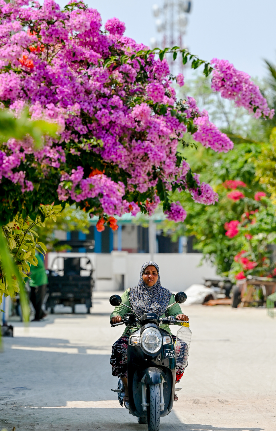 ދަރަވަންދޫގެ ގެއެއްގައި ބޯގަންވިލާ ހައްދާފައި. މިއީ މި ރަށުގެ މަގުތަކުން ފެންނަ އެންމެ ހިތްގައިމު މަންޒަރު. ކޮންމެ މަގަކުންވެސް ފެންނަނީ އެކި ކުލަކުލައިގެ ރީތި ބޯގަންވިލާ މާ ކޯޅިތައް.-- ފޮޓޯ: ނިޝާން އަލީ | މިހާރު