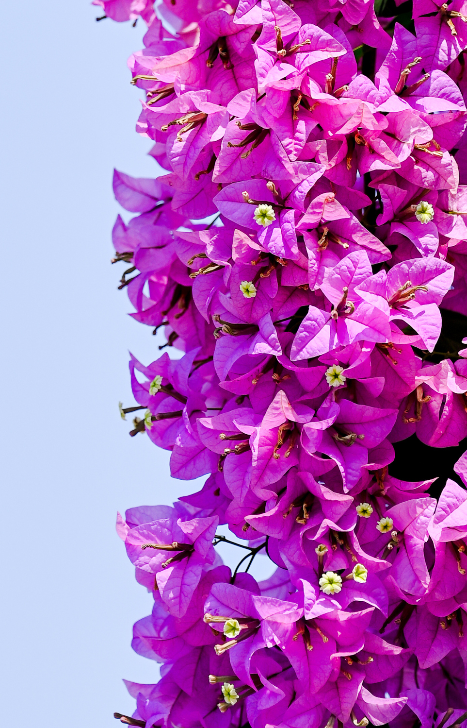 ބޯގަންވިލާ މާކޯޅިއެއް. މިއީ މި ރަށުގެ މަގުތަކުން ފެންނަ އެންމެ ހިތްގައިމު މަންޒަރު. ކޮންމެ މަގަކުންވެސް ފެންނަނީ އެކި ކުލަކުލައިގެ ރީތި ބޯގަންވިލާ މާ ކޯޅިތައް.-- ފޮޓޯ: ނިޝާން އަލީ | މިހާރު