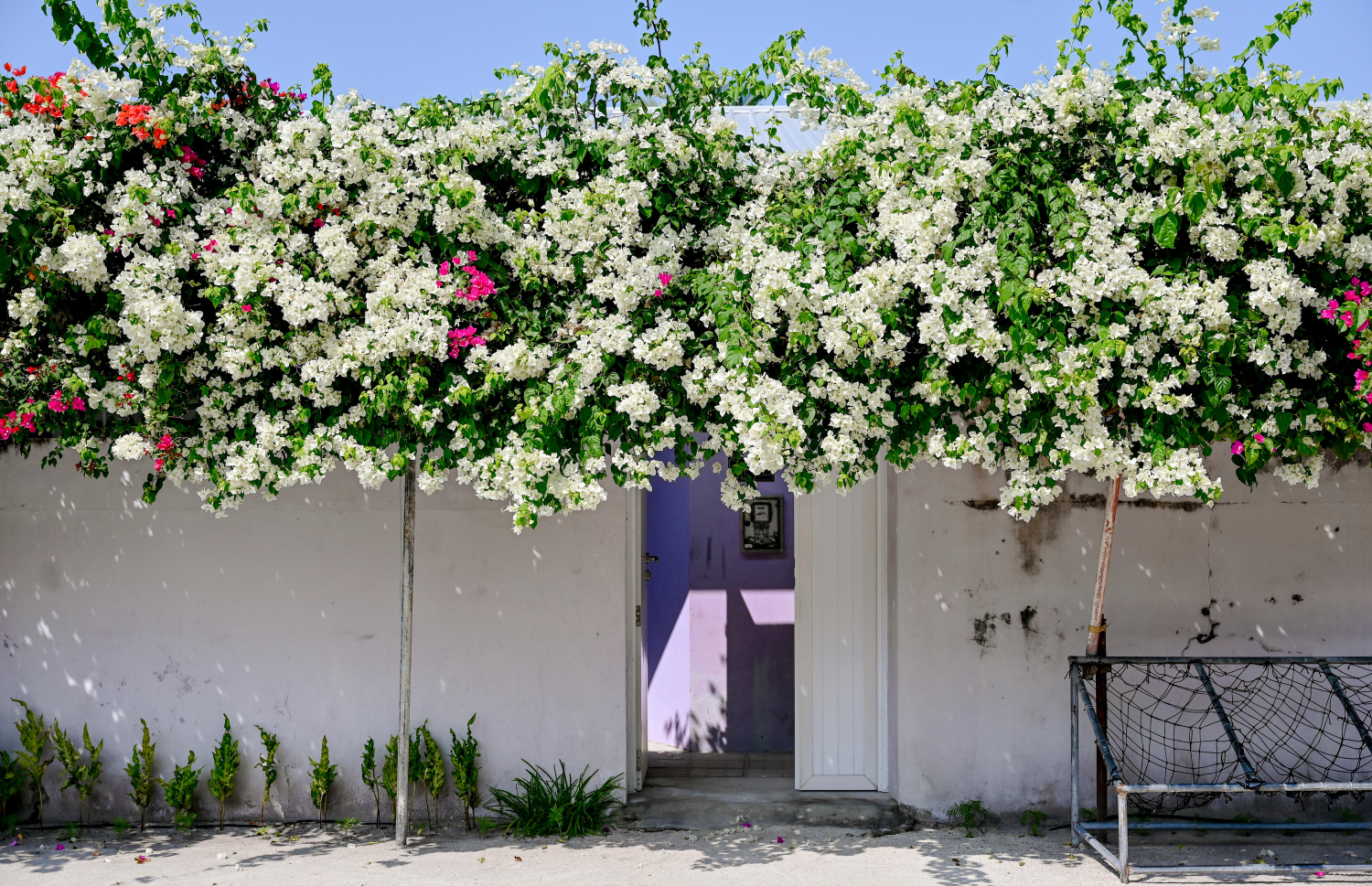 ބޯގަންވިލާ އިން ދަރަވަންދޫ ފަރިވެ ފޮޅެނީ