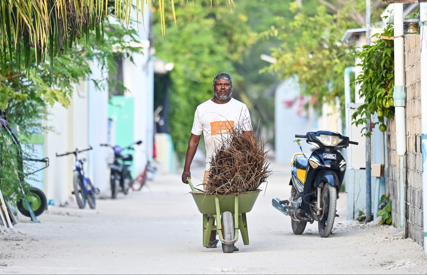 ހެނބަދޫގައި މީހަކު ބަރޯއެއް ދަމަނީ.--- ފޮޓޯ: ފަޔާޒް މޫސާ| މިހާރު