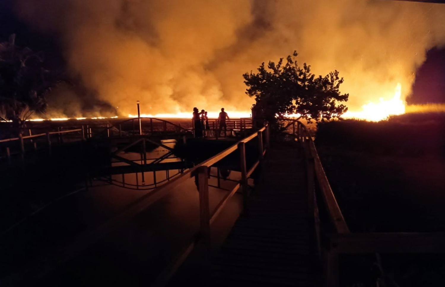 އައްޑޫ، މީދޫގެ އިކޯގާޑަންގައި ރޯވެފައި.-- ފޮޓޯ: މަތިކިޅީ ސޮސައިޓީ