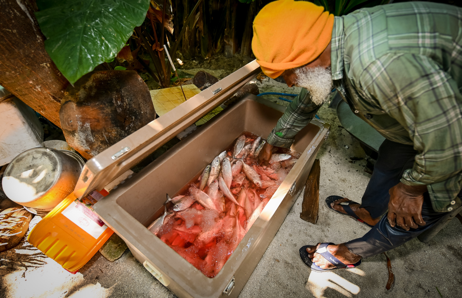 ދެ މީހުން މަހަށް ގޮސް ބޭނި މަސްތައް.-- ފޮޓޯ: ނިޝާން އަލީ | މިހާރު