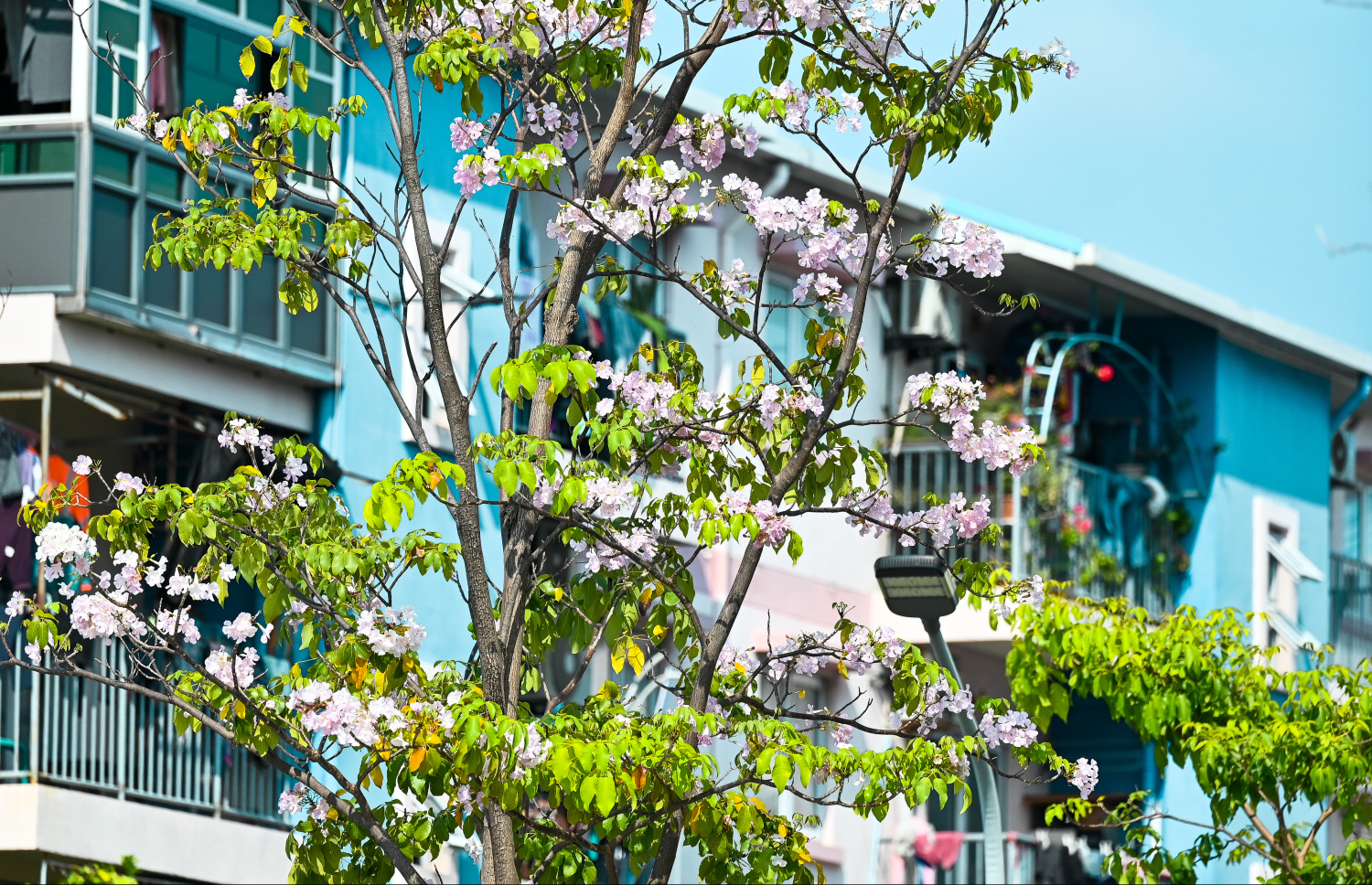 ހުޅުމާލެ ޗަނބޭލީ މަގުގައި ހުރި މަޑިމަސްވަކަރު ގަހެއްގައި މާ އަޅާފައި: ހުޅުމާލޭގެ އެކި ހިސާބުގައި މީގެ ގަސް ހުރި ނަމަވެސް އެންމެ ގިނައިން މާ ހުރީ މި މަގުގައި ހުރި ގަސްތަކުގައި. -- ފޮޓޯ؛ ފަޔާޒު މޫސާ | މިހާރު