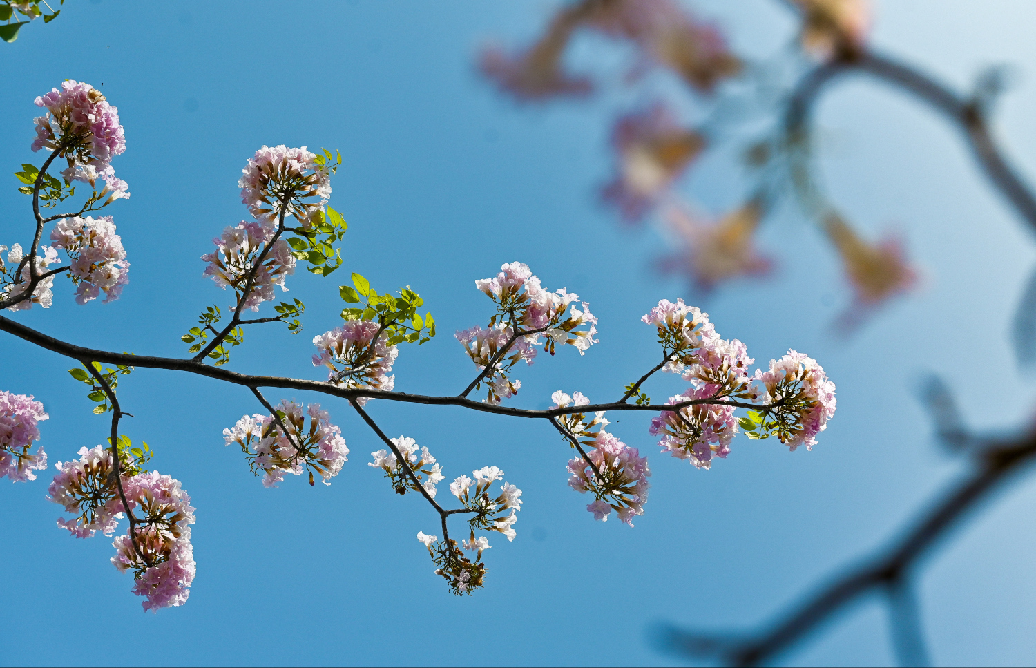 ހުޅުމާލޭގައި ހުރި މަޑިމަސްވަކަރު ގަހެެއްގައި މާ އަޅާފައި: މި ގަސްތަކުގައި މާ ފޮޅޭ މޫސުމަށް ހުޅުމާލޭގެ ހިތްގައިމުކަން އިތުރުވޭ. -- ފޮޓޯ: ފަޔާޒު މޫސާ | މިހާރު