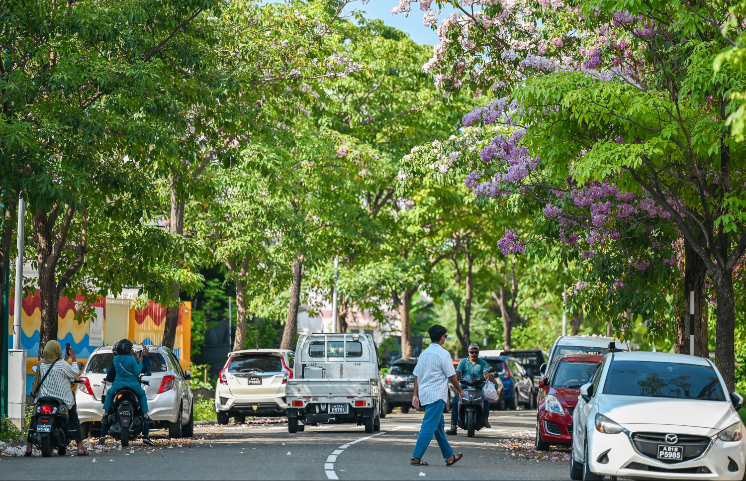 ހުޅުމާލޭ ޗަނބޭލީ މަގުގައި ހުރި މަޑިމަސްވަކަރު ގަސްތަކުގައި މާ އަޅާފައި: ހުޅުމާލޭން މި ދުވަސްވަރު އެންމެ ރީތި އެއް ސަރަހައްދަކީ މިއީ. -- ފޮޓޯތައް: ފަޔާޒު މޫސާ | މިހާރު