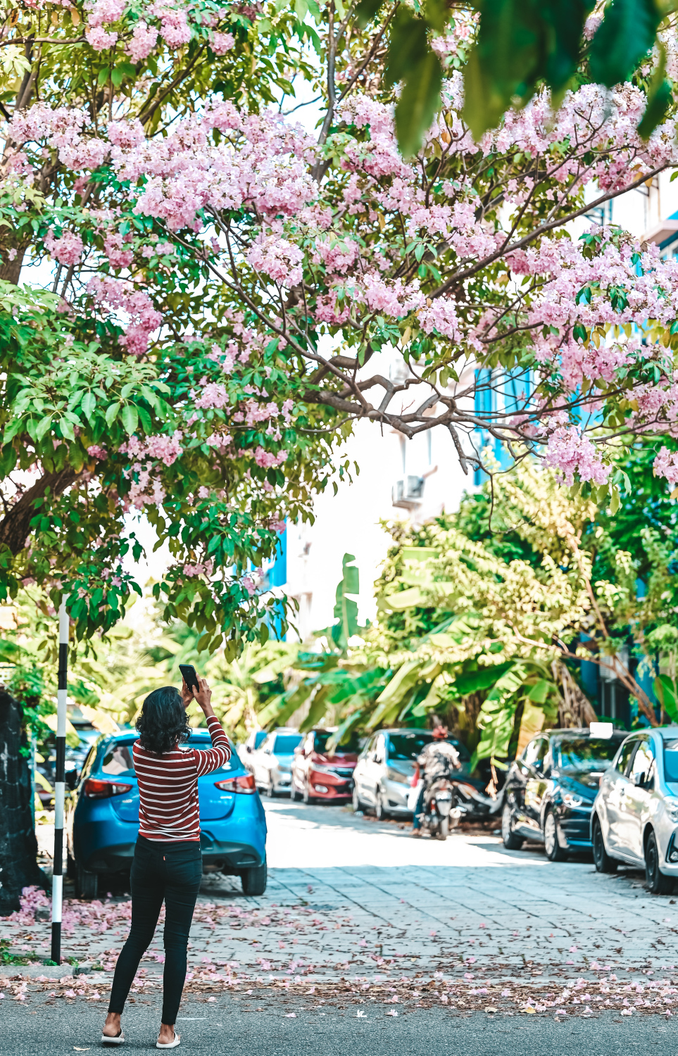 ހުޅުމާލޭ ޗަނބޭލީ މަގުގައި ހުރި މަޑިމަސްވަކަރު ގަސްތައް މަލުން ފުރިފައި ވާއިރު މީހަކު ފޯނުން އެ ތަން ފޮޓޯ ނަގަނީ: މިއީ މި ދުވަސްވަރު މީހުން ފޮޓޯނަގަން ވަރަށް ގިނައިން ދާ ތަނެއް. -- ފޮޓޯ: ފަޔާޒު މޫސާ | މިހާރު