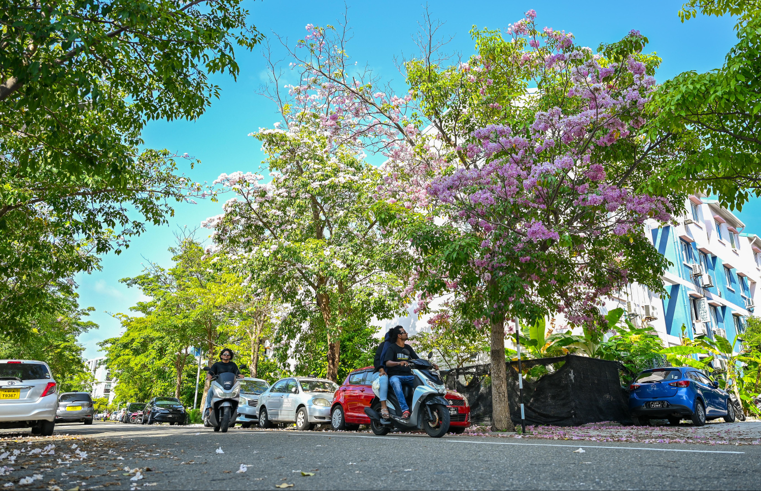 ހުޅުމާލޭގައި މަލުން ފުރިފައިވާ ޗަނބޭލީ  މަގުން ބަޔަކު ސައިކަލުގައި ދުއްވާފައި އަންނަނީ. -- ފޮޓޯ: ފަޔާޒު މޫސާ | މިހާރު