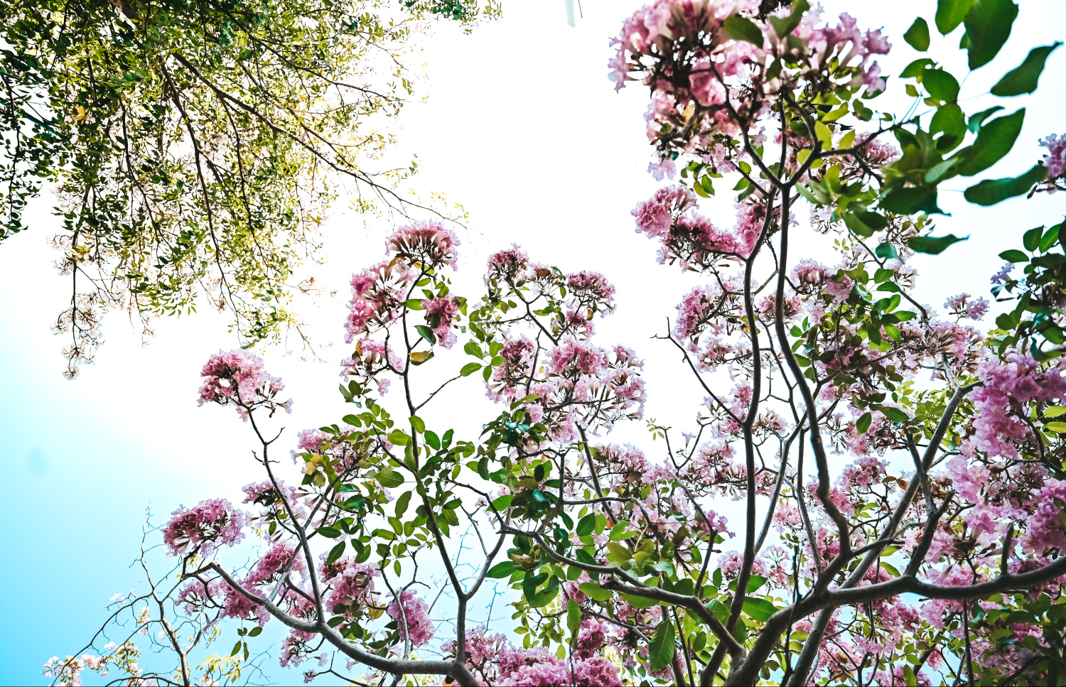 ހުޅުމާލެ ޗަނބޭލީ މަގަށް ބަހާރު މޫސުން