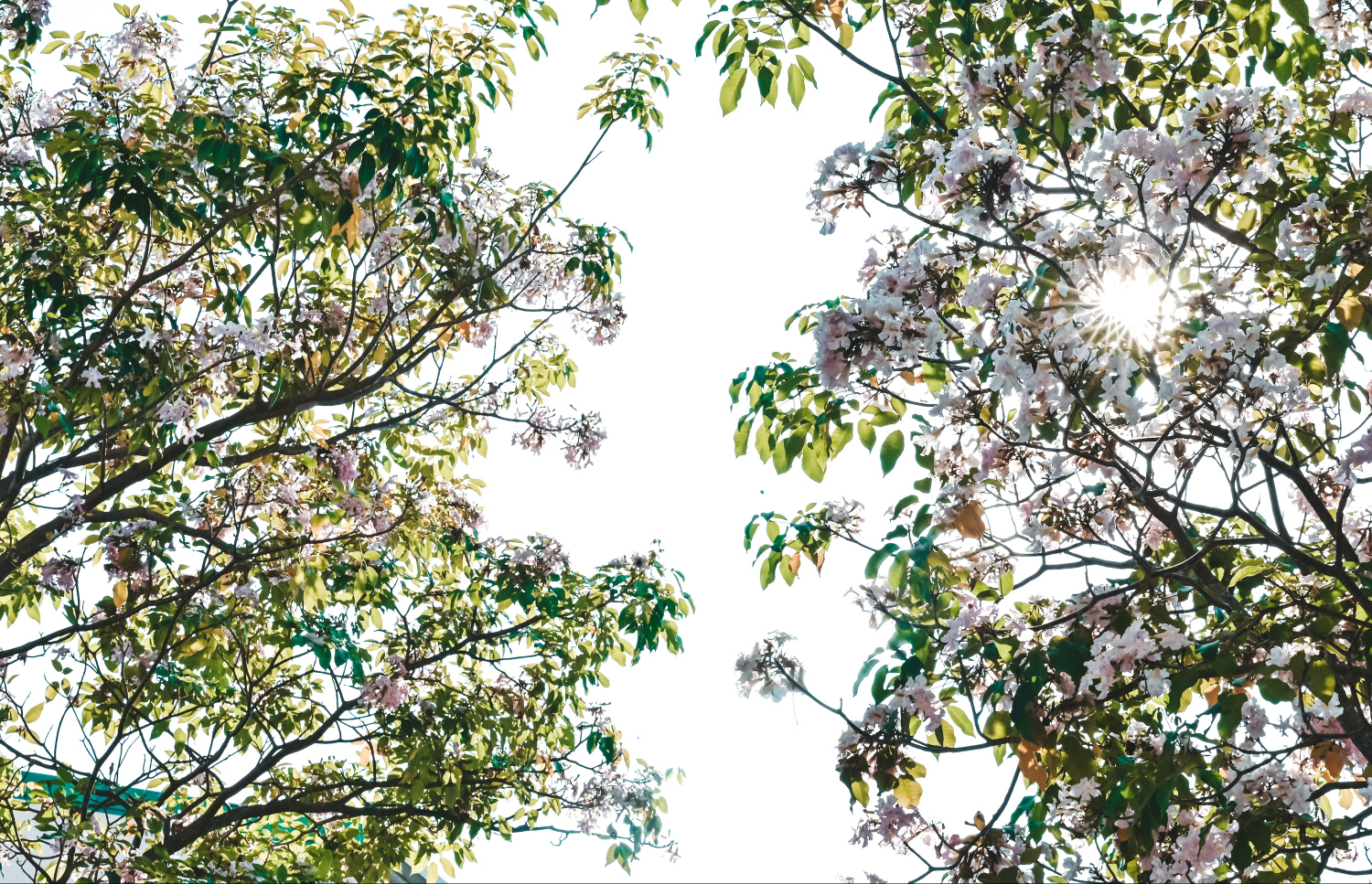 ހުޅުމާލޭ ޗަނބޭލީ މަގުގައި ހުރި މަޑިމަސްވަކަރު ގަސްތަކުގައި މާ އަޅާ ފުރިފައި. -- ފޮޓޯތައް: ފަޔާޒު މޫސާ | މިހާރު