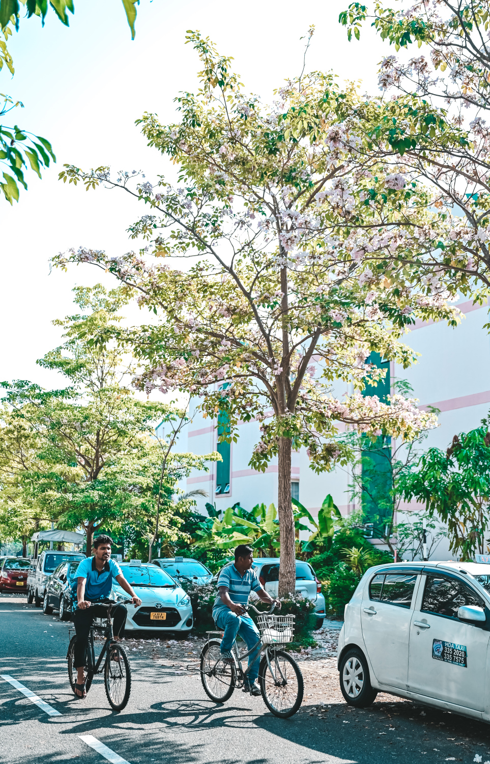 ހުޅުމާލެ ޗަނބޭލީ މަގުގެ ދެ ފަރާތުގައި ހުރި ގަސްތަކުގައި މާ އަޅާފައި ވާއިރު އެ މަގުން ދެ މީހަކު ބައިސްކަލުގައި ދުއްވާފައި އަންނަނީ. -- ފޮޓޯ: ފަޔާޒު މޫސާ | މިހާރު