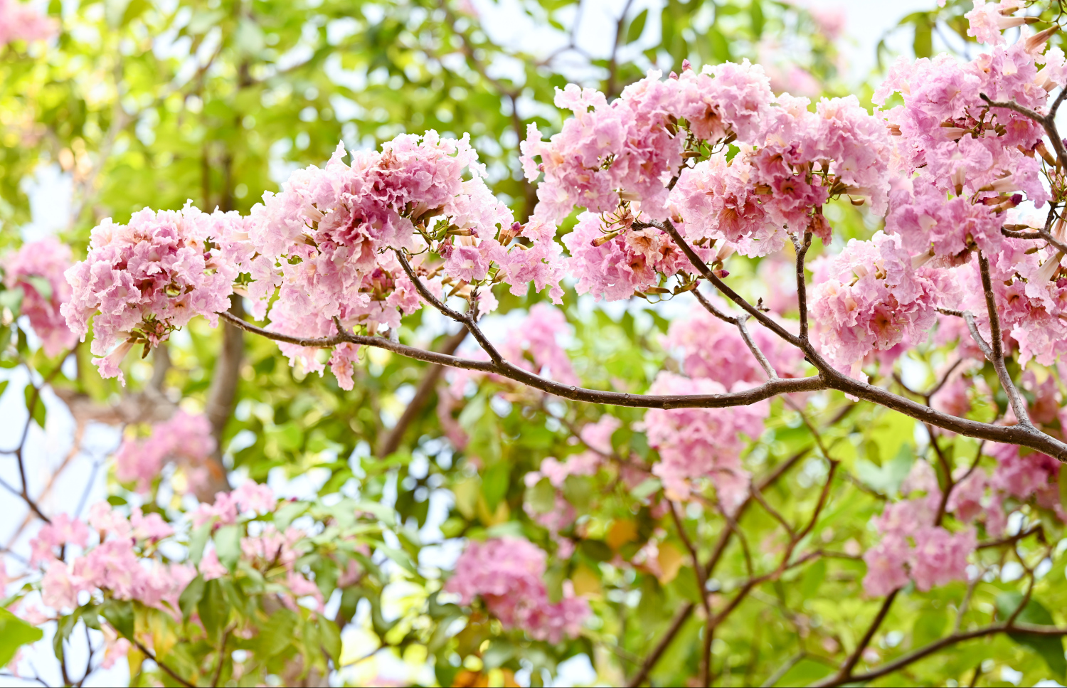 ހުޅުމާލޭގައި ހުރި މަޑިމަސްވަކަރު ގަހެެއްގައި މާ އަޅައި ފުރިފައި. -- ފޮޓޯ: ފަޔާޒު މޫސާ | މިހާރު