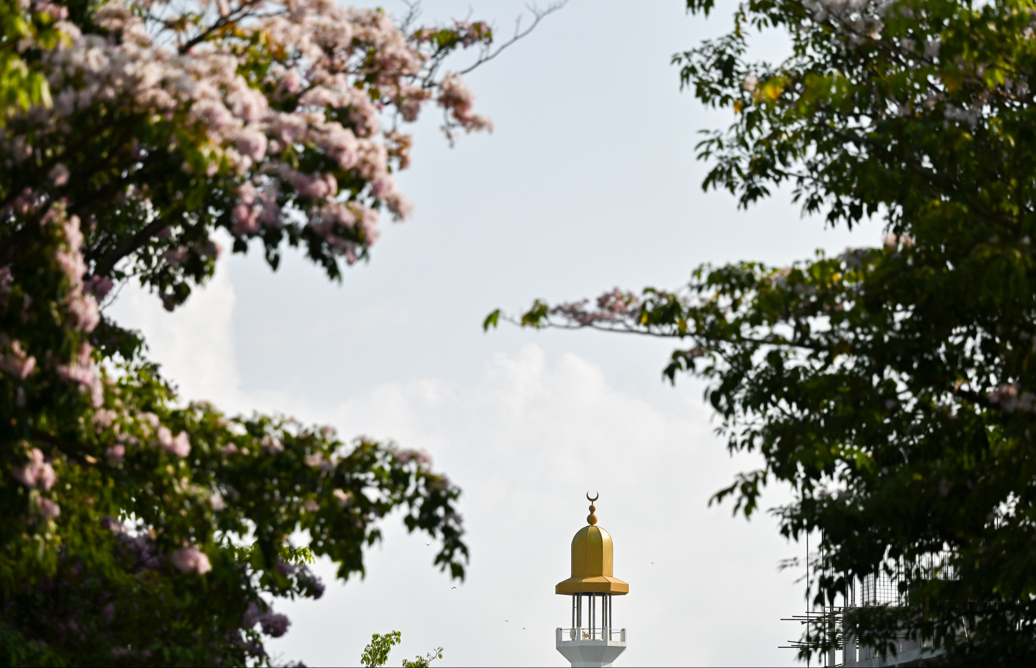 ހުޅުމާލެ ޗަނބޭލީ މަގު: މަޑިމަސްވަކަރު ގަސްތަކުގައި ހުރި މާތަކާ އެކު މިއީ ހިތްގައިމު މަގެއް. -- ފޮޓޯ: ފަޔާޒު މޫސާ | މިހާރު