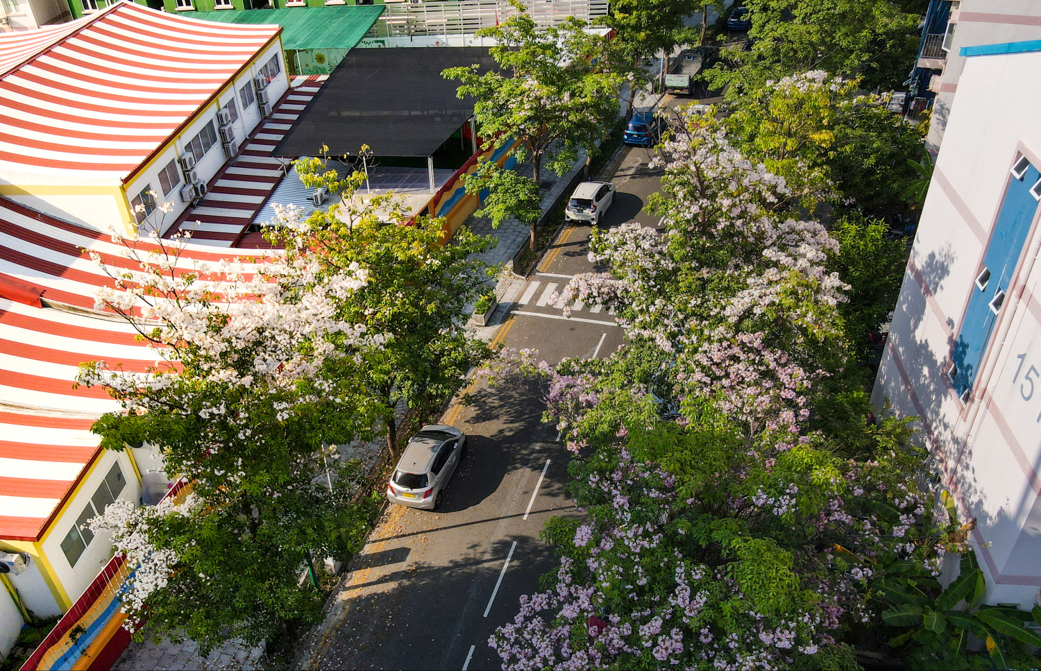 ހުޅުމާލެ ޗަނބޭލީ މަގު: މި މަގު ދެ ފަރާތުގައި ހުރި މަޑިމަސްވަކަރު ގަސްތަކުގައި ހުރީ މިހާރު ހުރީ މާ އަޅާ ފުރިފައި. -- ފޮޓޯ: ފަޔާޒު މޫސާ | މިހާރު