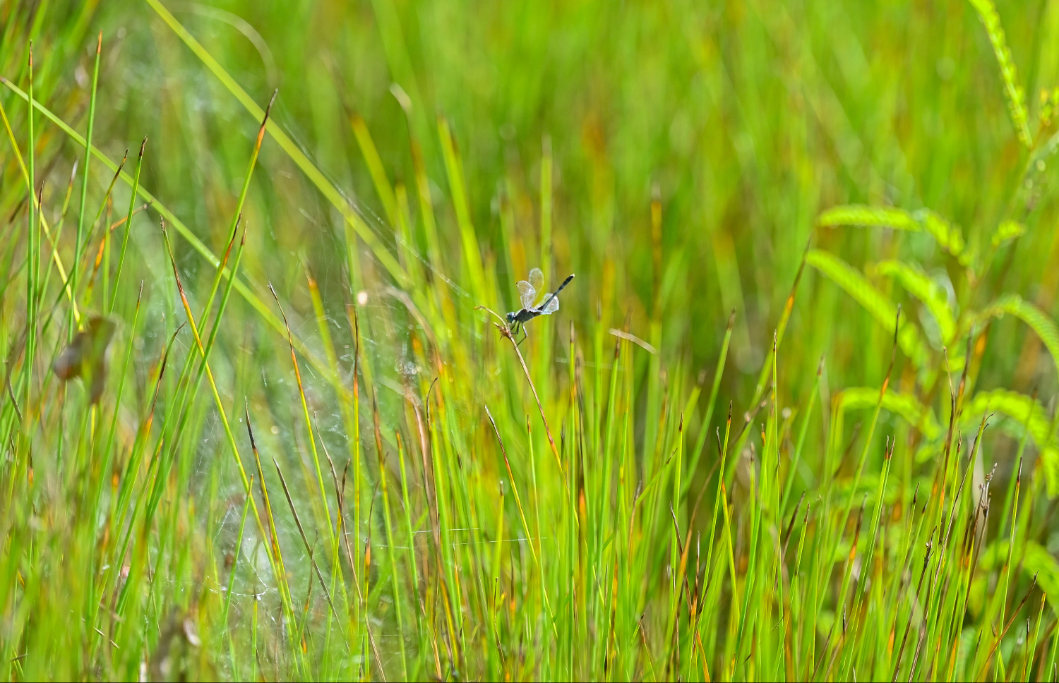 ހައި ދަނޑު. އެ ދަނޑުތައް ރަނގަޅަށް ހެދެން އަށް ވަރަކަށް މަސް ނަގާ -- ފޮޓޯ: ފަޔާޒް މޫސާ / މިހާރު