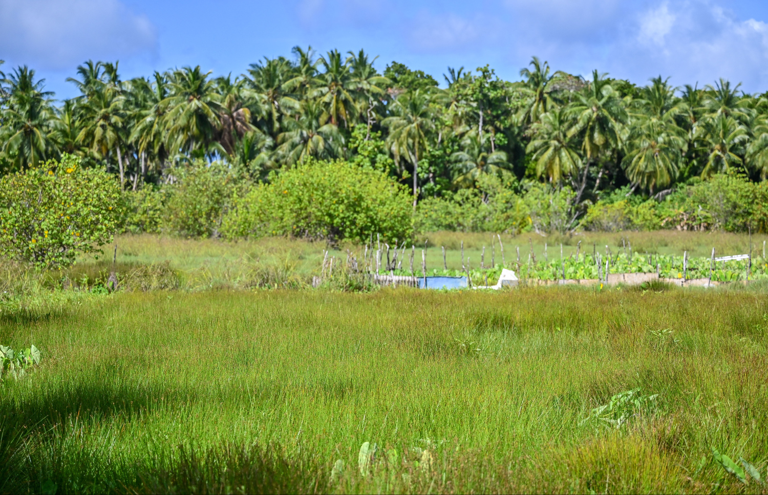 ފިޔޯރީ ހައި ދަނޑު. މިވަގުތު ފިޔޯރީގައި އޮތީ އެންމެ ތިން ދަނޑު -- ފޮޓޯ: ފަޔާޒް މޫސާ / މިހާރު
