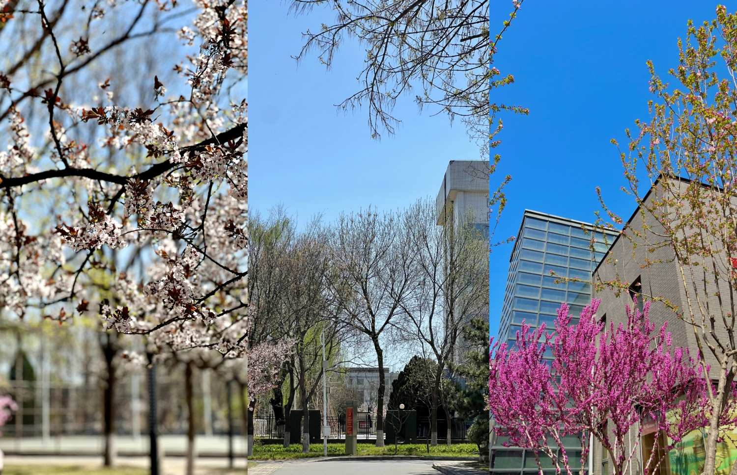 ބެއިޖިން، ޗައިނާ: ބަހާރު މޫސުން ފެށުމާ އެކު ގަސްގަސް އާރޯވެ، މާފޮޅިފައި.-- ފޮޓޯ: މިހާރު