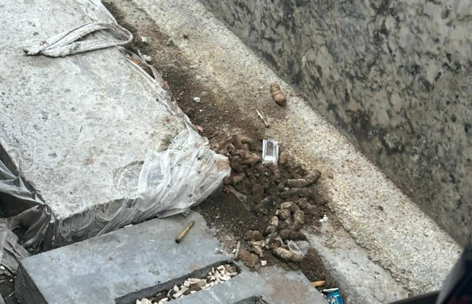 ބުޅާ ނަޖިސް.