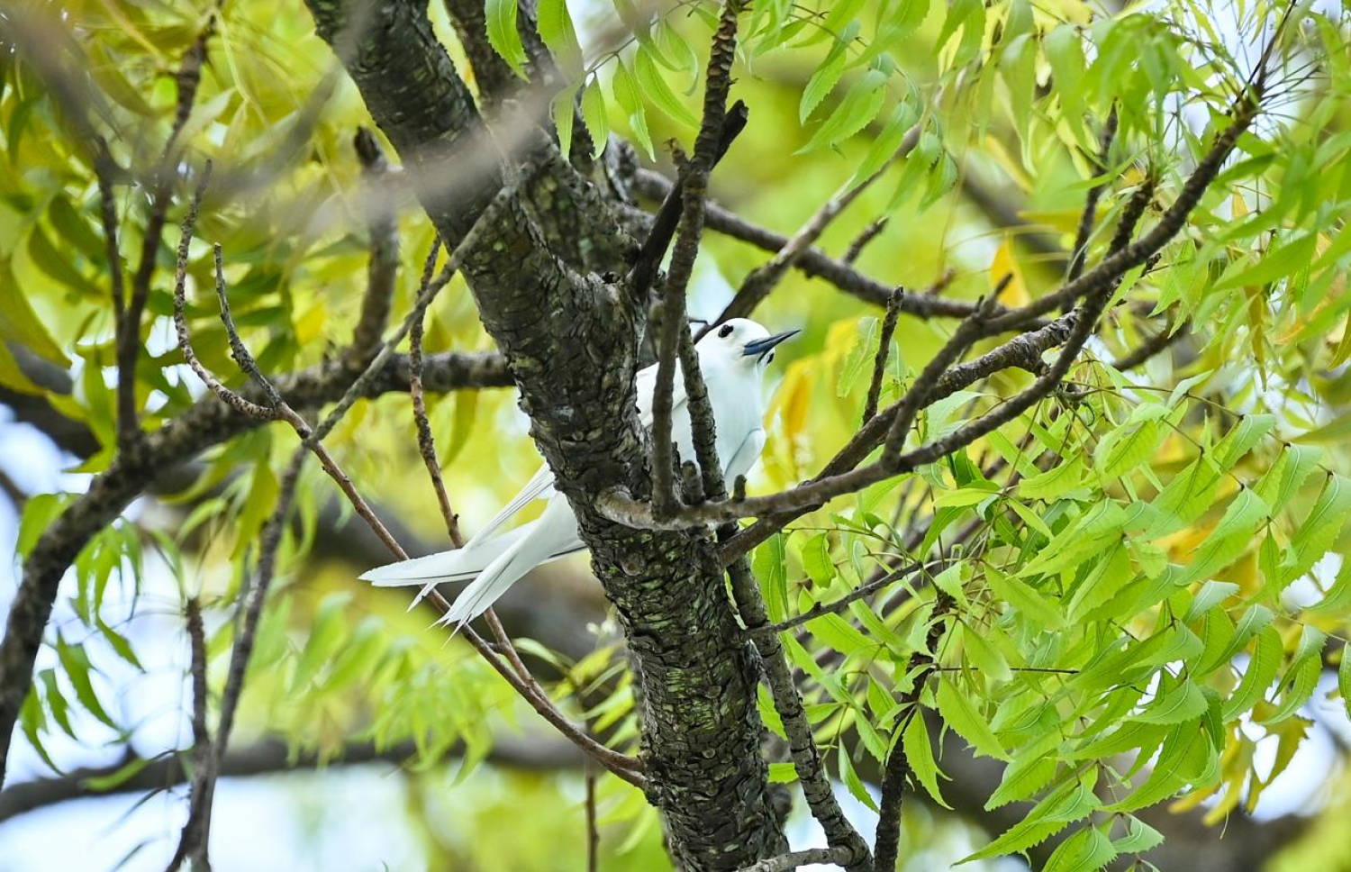 އައްޑޫ ގަމުގެ ގަހެއްގެ އޮފިގަނޑެއް މަތީގައި ދޮންދީނިއެއް މަޑުކޮށްލައިގެން.-- ފޮޓޯ: ފަޔާޒް މޫސާ | މިހާރު