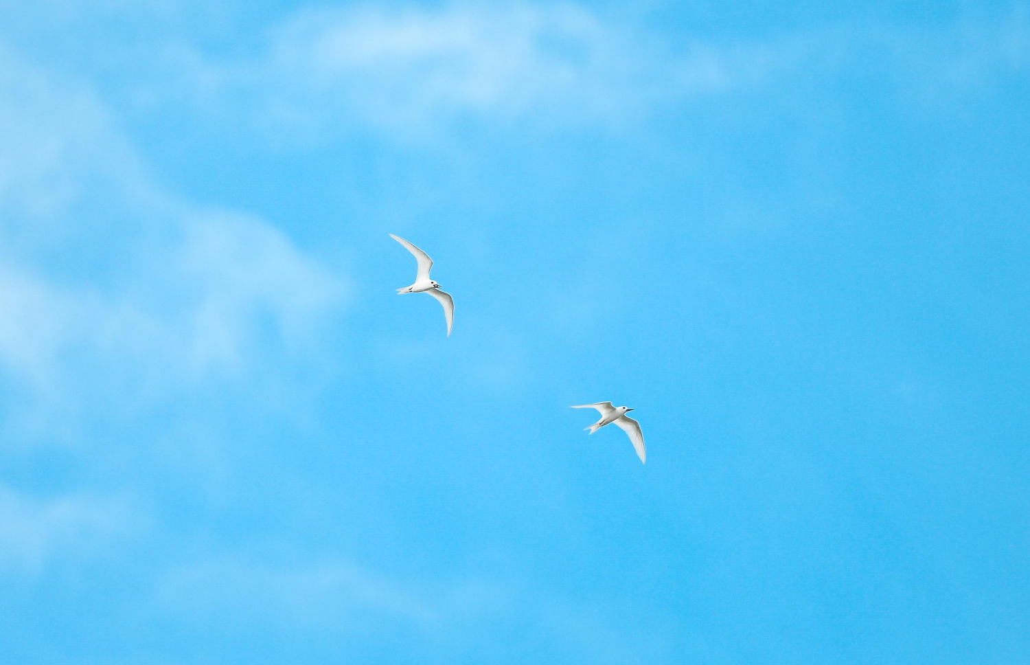 އައްޑޫގެ ރަށެއްގެ މަތިން ދެ ދޮންދީނި އުދުހިފައި ދަނީ.-- ފޮޓޯ: ފަޔާޒް މޫސާ | މިހާރު