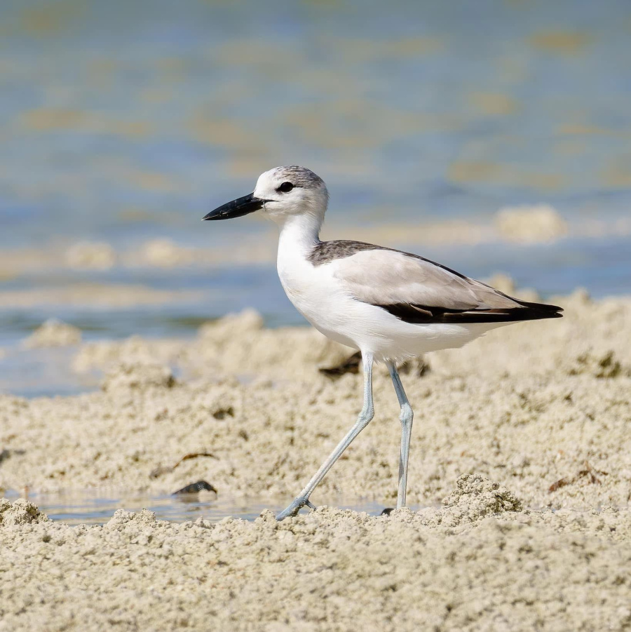 އައްޑޫ ނޭޗާ ޕާކުން 2020 ވަނަ އަހަރު ފެނުނު ތޭރަވާއެއް.-- ފޮޓޯ: އަހްމަދު އާތިފް