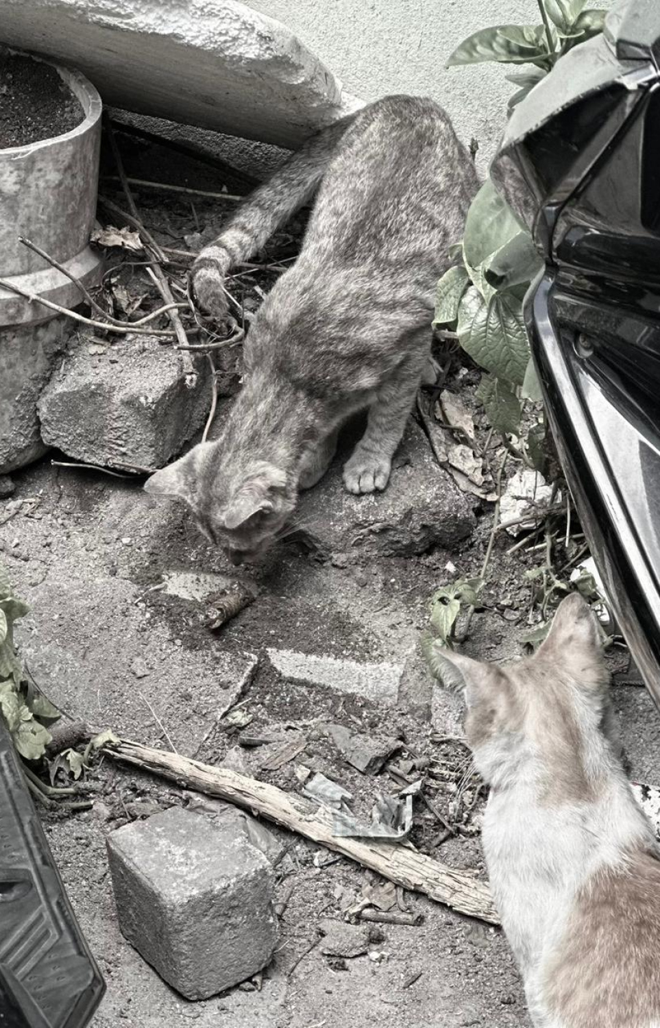 މަގެއްގެ ކަންމައްޗަށް ބުޅާ ނަޖިސް ކޮށްފައި.- ފޮޓޯ: މިހާރު