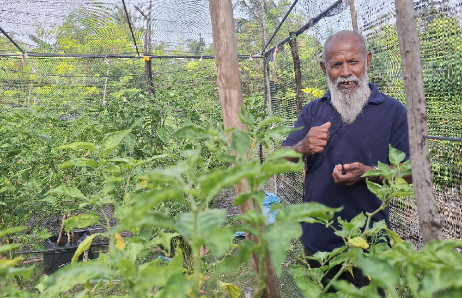 އަލީ އަބްދުއްރަހްމާން، އެނާގެ ދަނޑުގައި ހައްދާފައިވާ މިރުސް ގަސް ކޮށީގައި --- ފޮޓޯ: އަހްމަދު އަރުޝަމް | މިހާރު