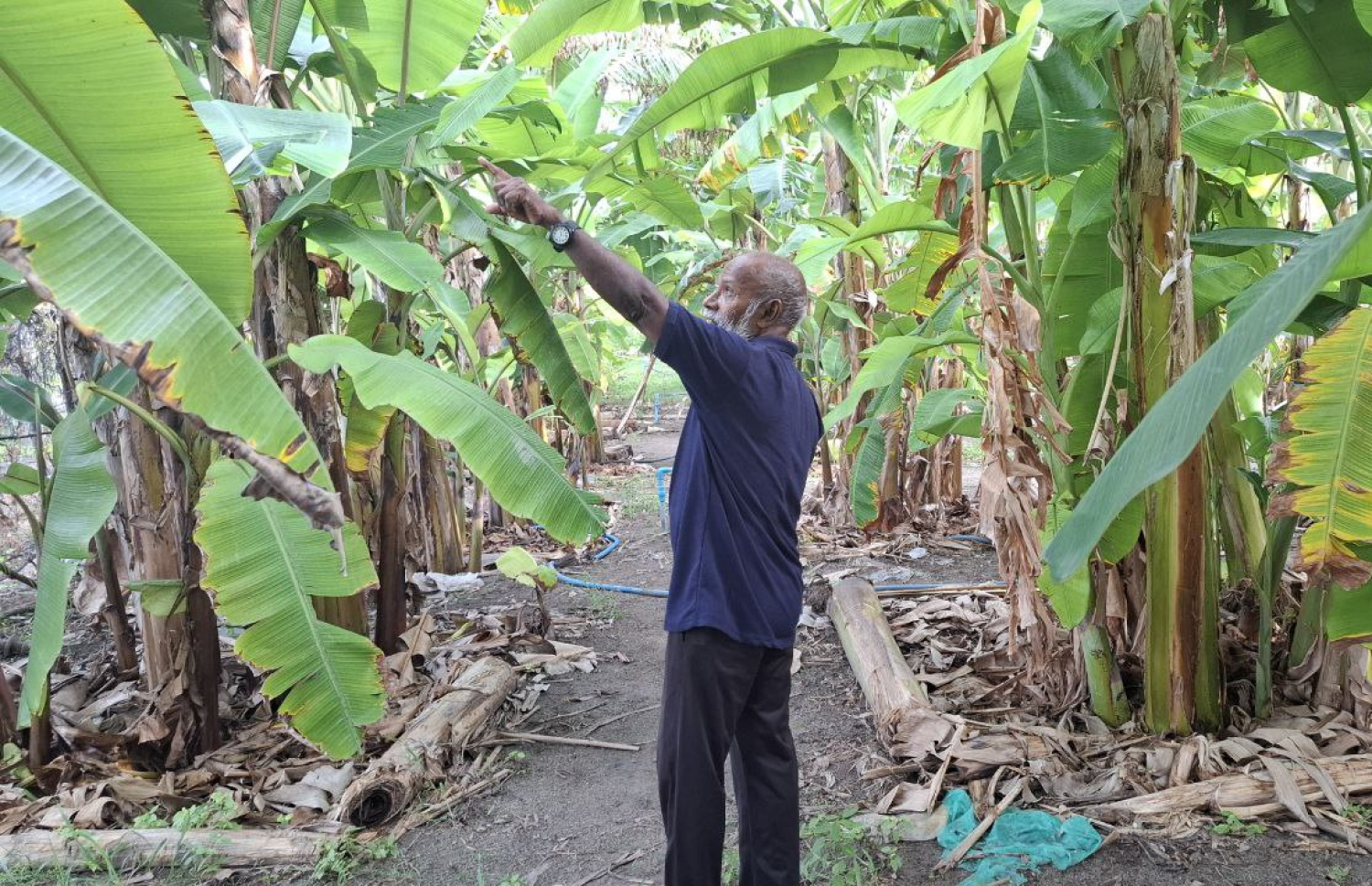 އަލީ އަބްދުރަހްމާން: އޭނާ އެންމެ ގިނައިން ހައްދަނީ ފަތްކެޔޮ --- ފޮޓޯ: އަހްމަދު އަރުޝަމް | މިހާރު