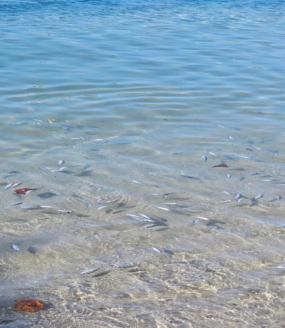 ގިނަ އަދަދެއްގެ މުށިމަސް މަރުވެގެން ކެންދޫގެ ފަޅުތެރޭގައި ފެނުން މައްޗަށް އަރައިފައި.-- ފޮޓޯ: ކެންދޫގެ މަސްވެރިކަން ފޭސްބުކް ޕޭޖް