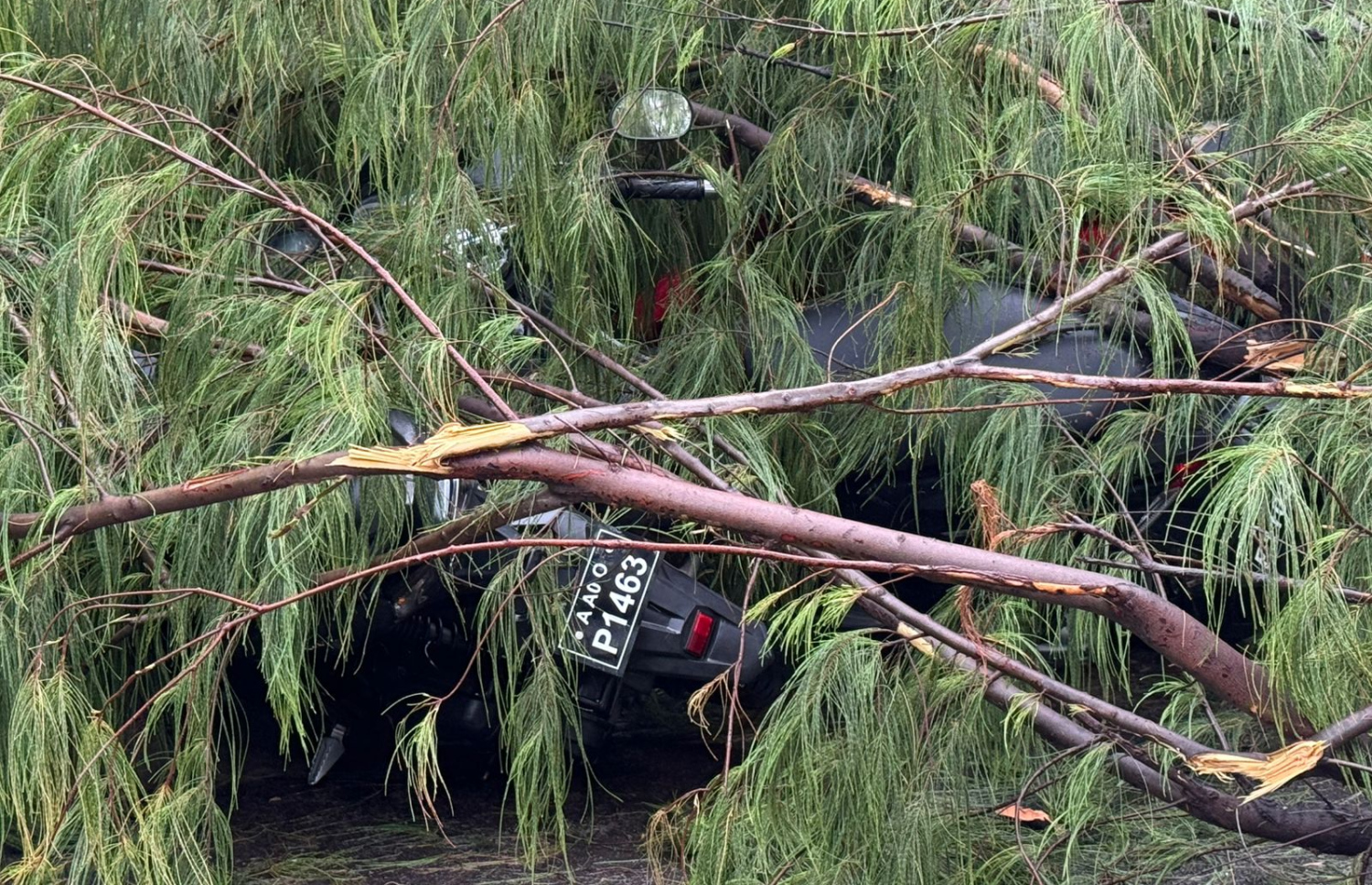 ހުޅުމާލެ ފިތުރޯނު މަގުގައި ހުރި ބޮޑު ފިތުރޯނު ގަހެއް ވެއްޓިފައި--- ފޮޓޯ؛ މިހާރު