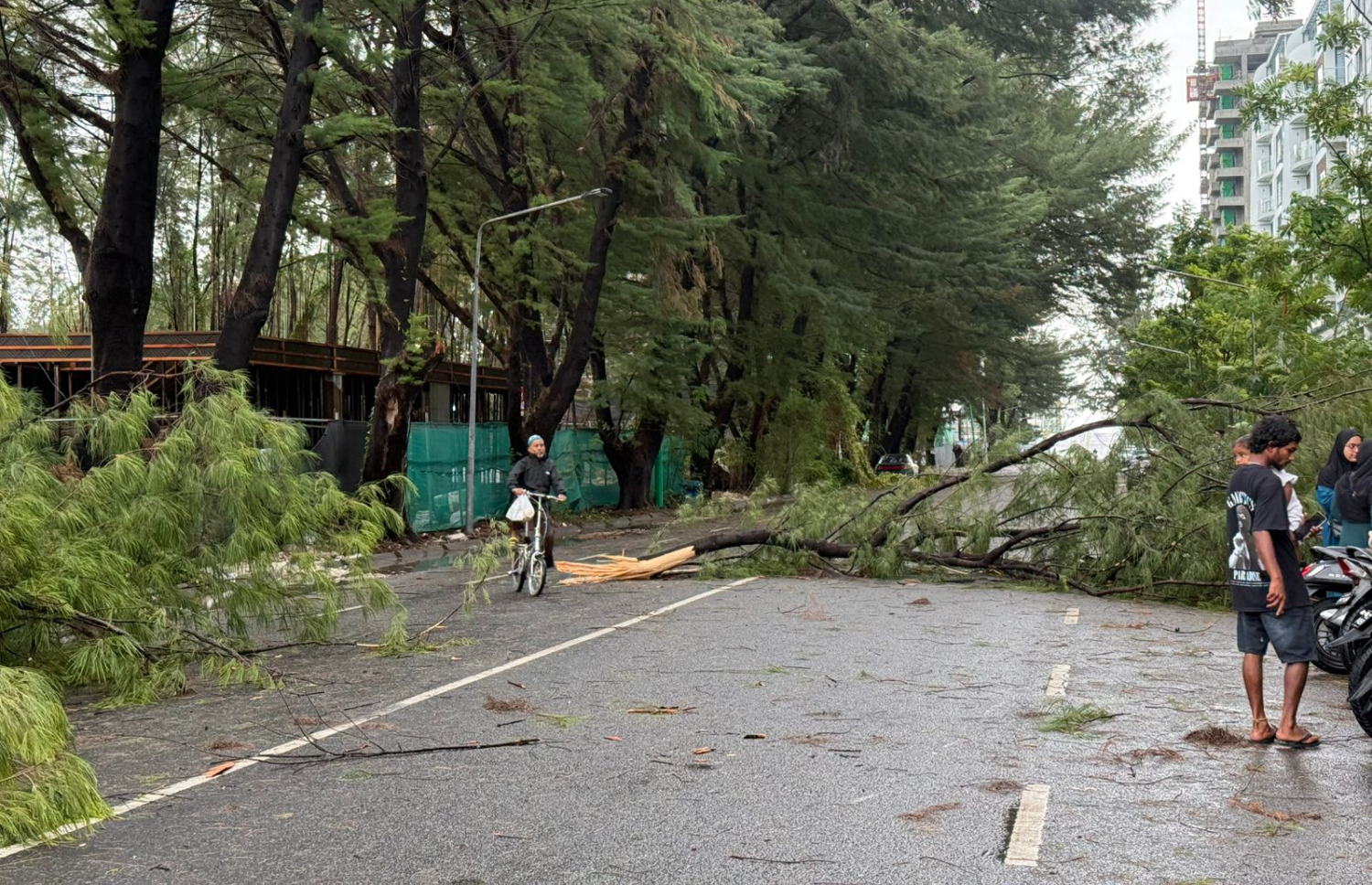 ހުޅުމާލެ ފިތުރޯނު މަގުގައި ހުރި ބޮޑު ފިތުރޯނު ގަހެއް ވެއްޓިފައި--- ފޮޓޯ؛ މިހާރު