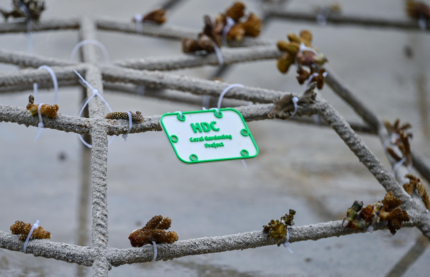 ހުޅުމާލެ ޗެނަލް ޕާކުގައި މުރަކަ އާލާކުރުމަށް "ކޮރަލް ގާޑެން" ޕްރޮޖެކްޓް ފެށުމަށް ބޭއްވި ހަފުލާ: އެ ސަރަހައްދުގައި އިންދާ މުރަކަ މޫދަށް ތިރިކުރަން ރެޑީކޮށްފައި.-- ފޮޓޯ: ފަޔާޒް މޫސާ | މިހާރު