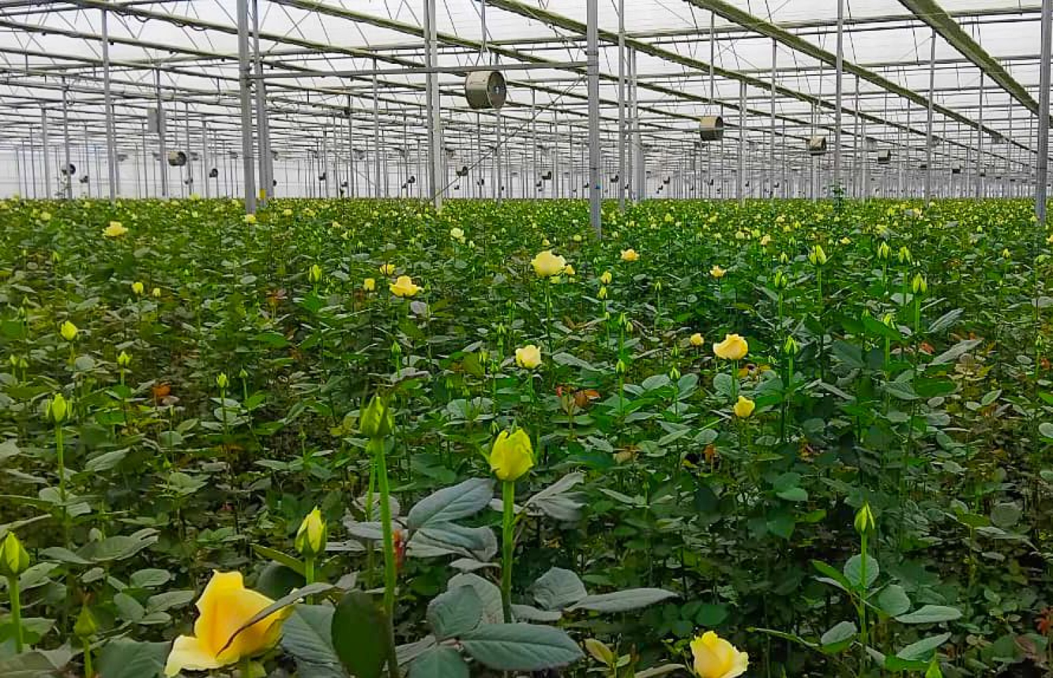 ޔުނާންގައި ހުރި އޭޝިއާގެ އެންމެ ބޮޑު މާ އުފައްދާ ބަގީޗާ --- ފޮޓޯ/މިހާރު