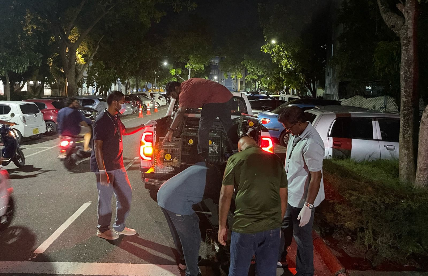 އޮޅުހިޔާއަށް ގެންދަން ހުޅުމާލޭގެ ތަނަކުން ބުޅާތަކެއް ނަގަނީ.-- ފޮޓޯ: ދިރޭތަކެއްޗާ ބެހޭ މިނިސްޓްރީ