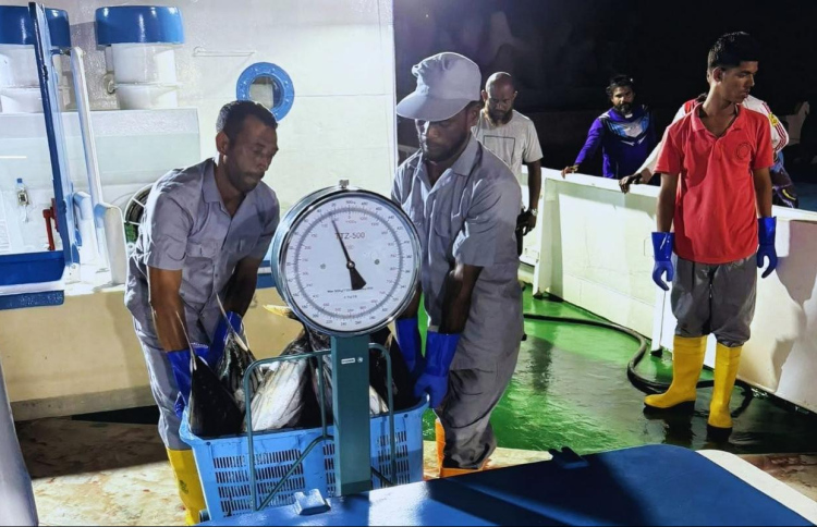 MIFCO to purchase fish at MVR 20, aim is to not go lower than MVR 18
