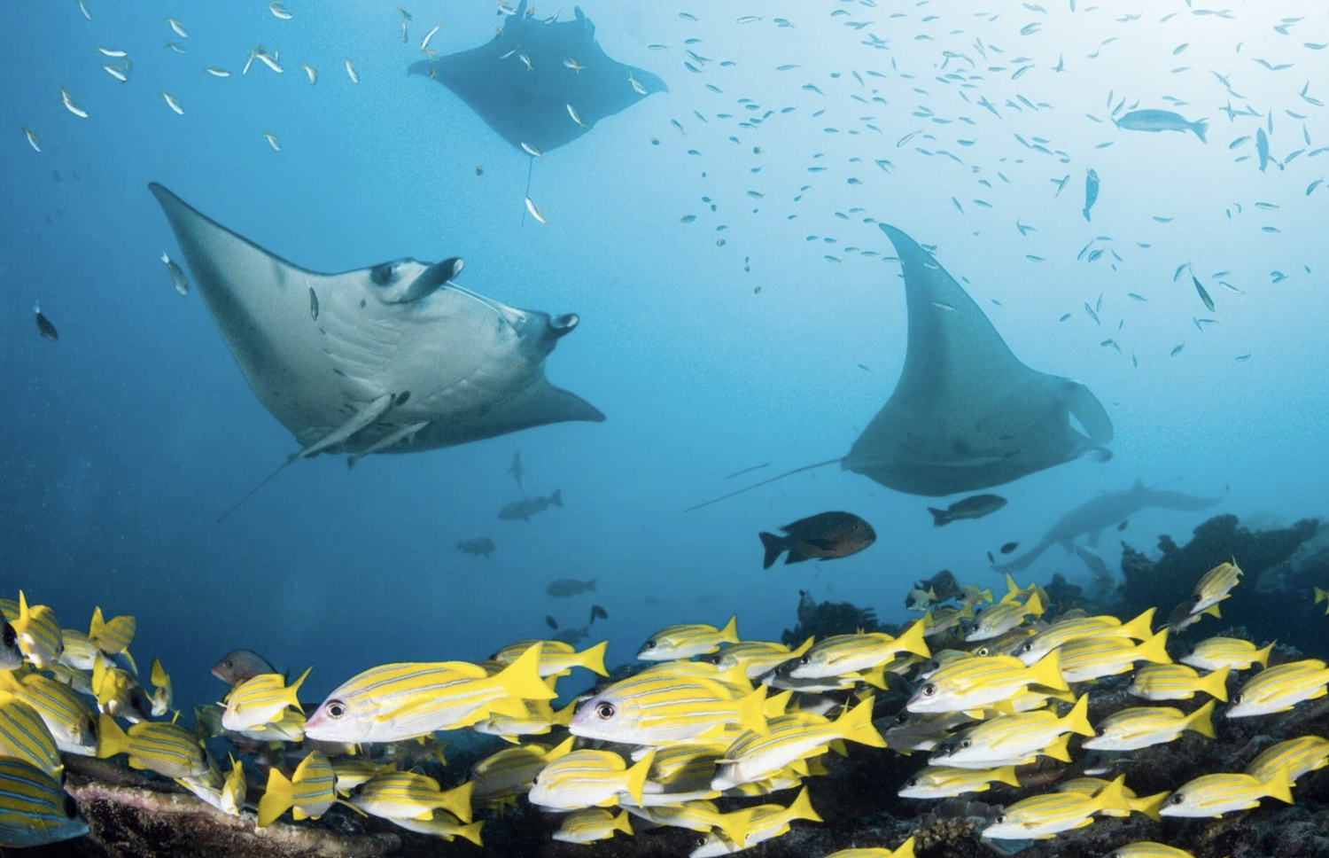 ހަނިފަރު ބޭގެ މޫދު އަޑީގައި އެ ސަރަހައްދުގައި އުޅޭ ބައެއް ދިރުންތައް: މިއީ ސަރުކާރުން ހިމާޔަތްކޮށްފައިވާ ސަރަހައްދެއް.-- ފޮޓޯ: ގެޓީ އިމޭޖަސް