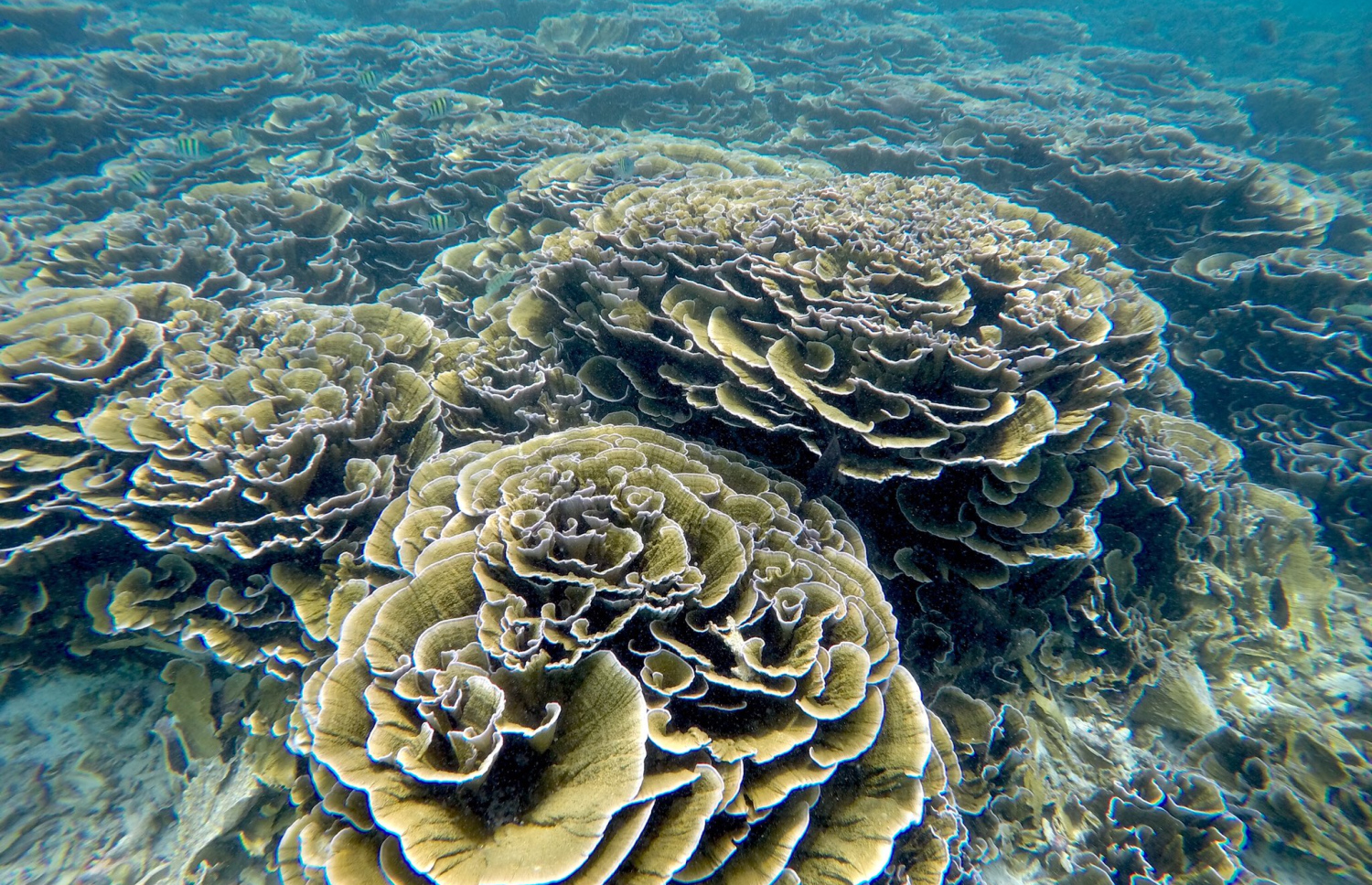 ފުޅަދޫ ކައިރީގައި އޮންނަ "ރޯސް ގާޑެން": ގޮއިފުޅަފެހެންދޫގެ ބިން ހިއްކައިފި ނަމަ މިތަނަށް ގެއްލުން ލިބިދާނެ ކަމަށް ޖަމިއްޔާތަކުން ބުނޭ.-- ފޮޓޯ: ހުސެއިން ދީދީ