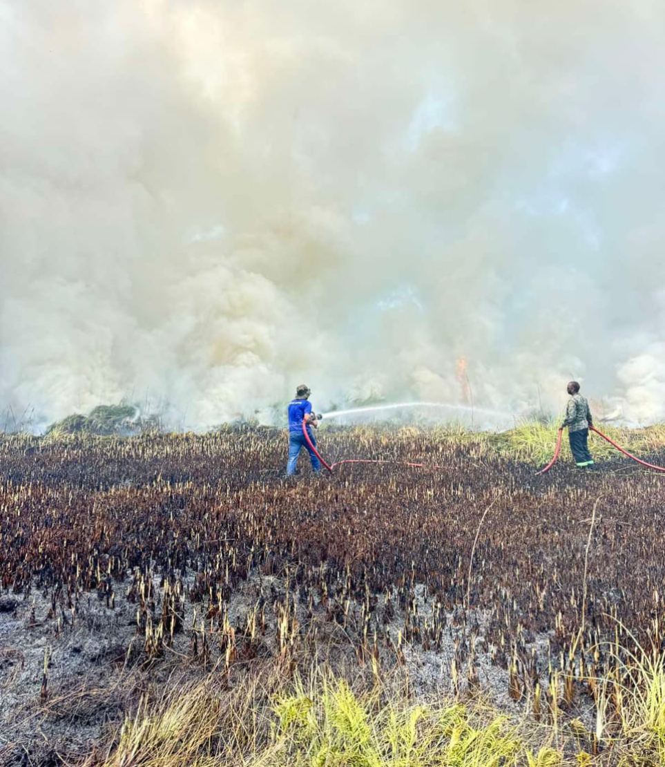 އައްޑޫ މީދޫގައި އޮންނަ މަތިކިޅީގައި ރޯވި އަލިފާންގަނޑު ނިއްވާލުމުގެ މަސައްކަތް ކުރަނީ.-- ފޮޓޯ: އެމްއެންޑީއެފް