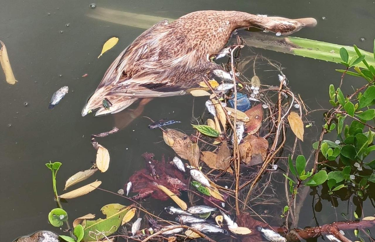 އައްޑޫ ހުޅުދޫގެ ޑަކް ޕާކުގައި އުޅޭ އަސްދޫންޏަކާއި މަސްތައް މަރުވެފައި.-- ފޮޓޯ: ޖަމްބެ ސަންރައިސް ފޭސްބުކް