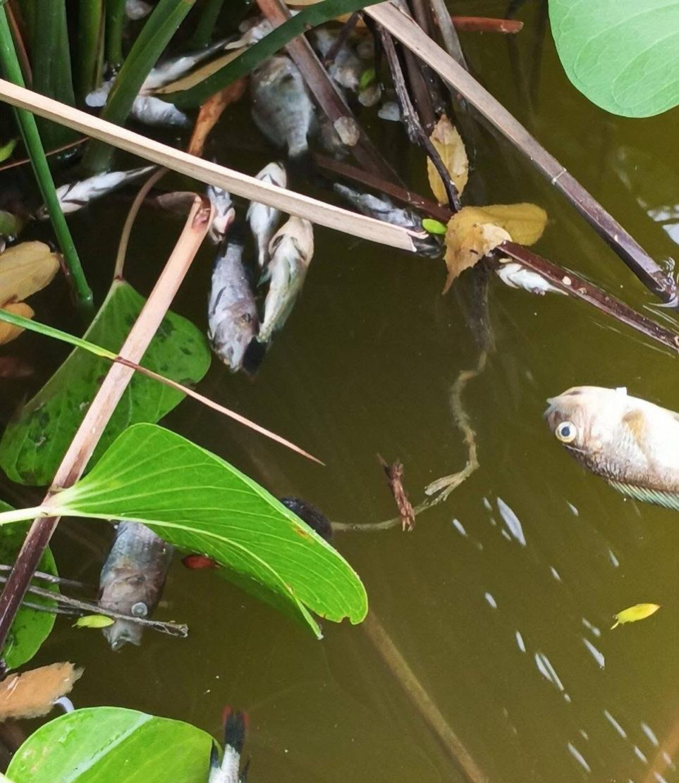 އައްޑޫ ހުޅުދޫގެ ޑަކް ޕާކުގައި އުޅޭ މަސްތައް މަރުވެގެން ފެނުން މައްޗަށް އަރައިފައި.-- ފޮޓޯ: ޖަމްބެ ސަންރައިސް ފޭސްބުކް