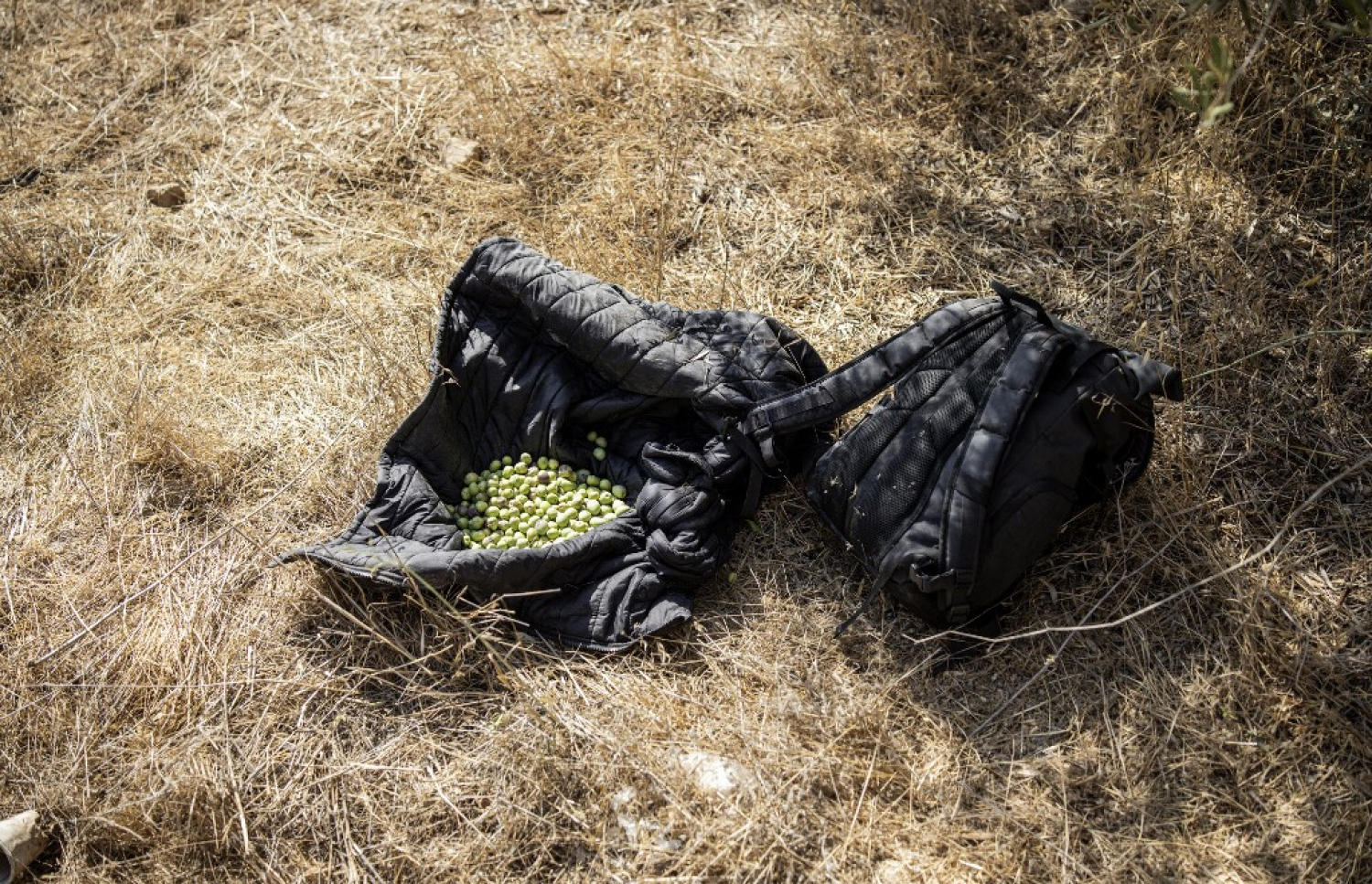 ފަލަސްތީނުގެ ދަނޑުވެރިޔަކު ބިނދެފައި ހުރި ޒައިތޫނިތަކެއް. -- ފޮޓޯ: އޭއެފްޕީ