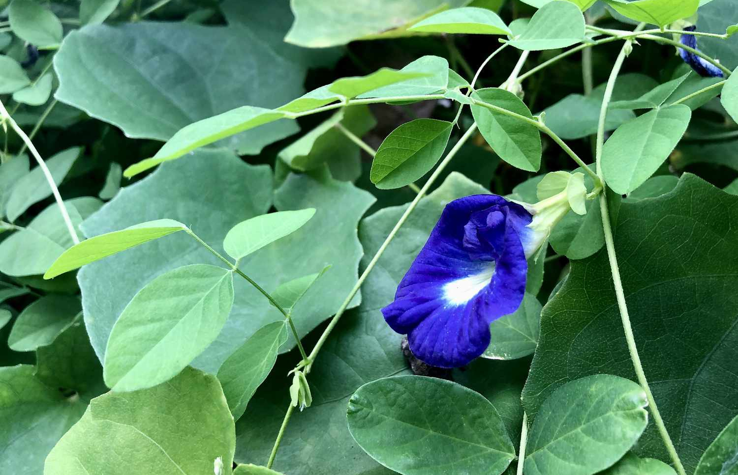 ނަންރީތިމާ: މި މަލުގެ ސިއްހީ ފައިދާތައް ވަރަށް ގިނަ.