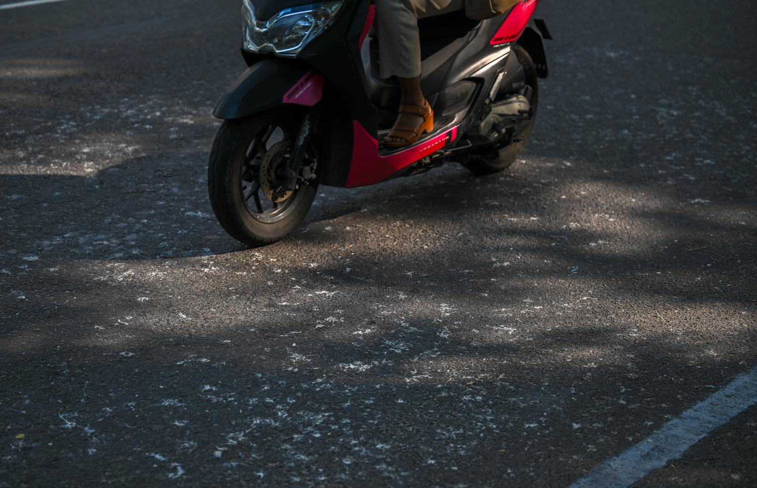 ހުޅުމާލެ މަގެއްގައި ކާޅާއި ކޮތަރުގެ ނަޖިސް: ހުޅުމާލޭގައި ކާޅުގެ އުނދަގޫ ވަނީ ވަރަށް ބޮޑުވެފައި.-- ފޮޓޯ: ފަޔާޒް މޫސާ | މިހާރު