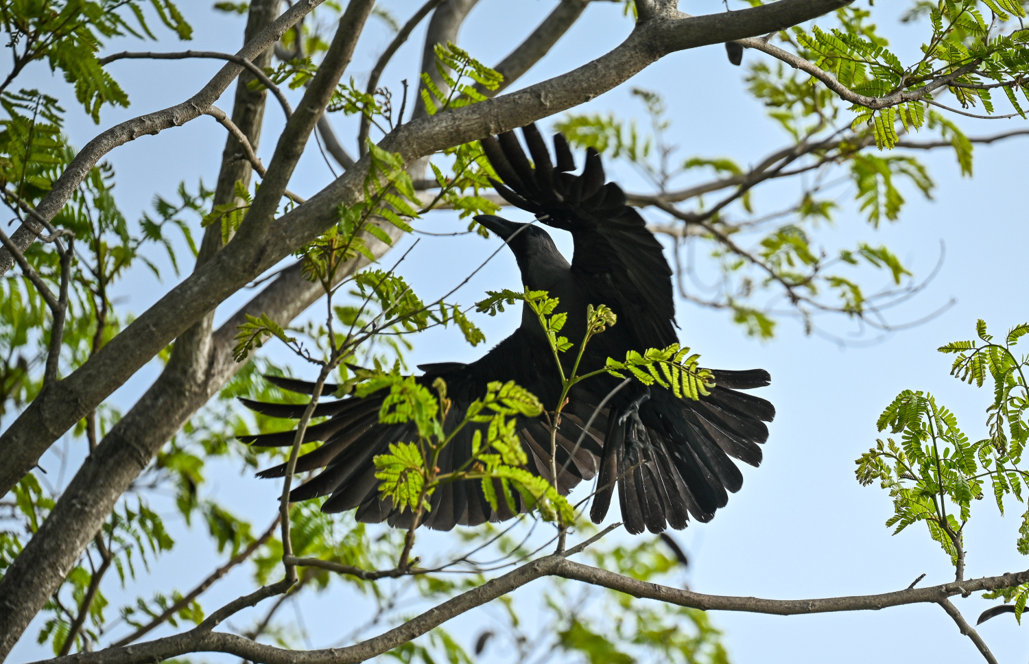 ހުޅުމާލޭގެ ގަހަކަށް ކާޅެއް ޖައްސަނީ: ހުޅުމާލޭގައި ކާޅުގެ އުނދަގޫ ވަނީ ވަރަށް ބޮޑުވެފައި.-- ފޮޓޯ: ފަޔާޒް މޫސާ | މިހާރު