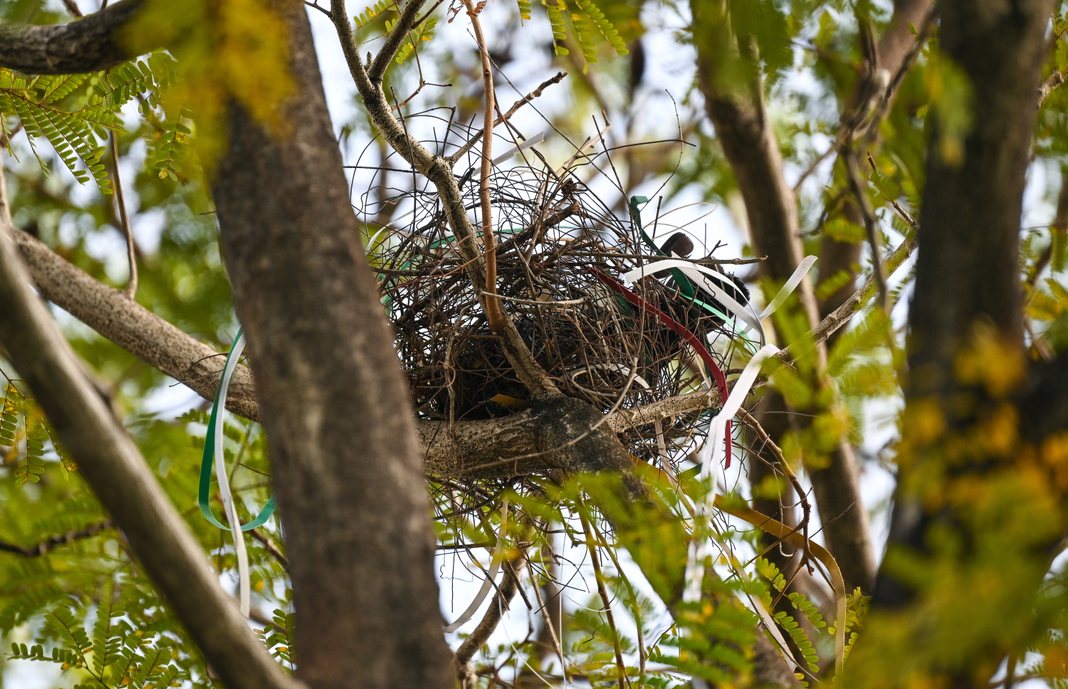 ހުޅުމާލޭގައި ހުރި ގަހެއްގައި ކާޅު ހާއްޔެއް ހަދައިފައި: ހުޅުމާލޭގައި ކާޅުގެ އުނދަގޫ ވަނީ ވަރަށް ބޮޑުވެފައި.-- ފޮޓޯ: ފަޔާޒް މޫސާ | މިހާރު