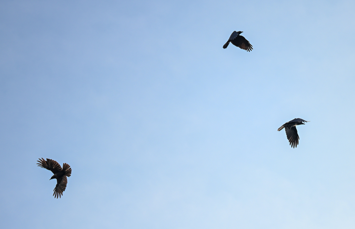 ހުޅުމާލެ މަތީގައި ކާޅުތަކެއް އުދުހެނީ: ކާޅުގެ އުނދަގޫ ވަނީ ވަރަށް ބޮޑުވެފައި.-- ފޮޓޯ: ފަޔާޒް މޫސާ | މިހާރު