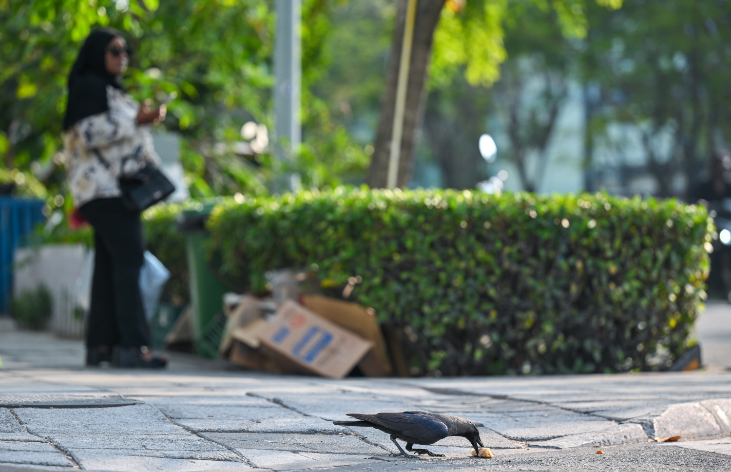 މަގުމައްޗަށް އެއްލާފައި އޮތް ކާއެއްޗެއް ކާޅެއް ކަނީ: ހުޅުމާލޭގައި ކާޅުގެ އުނދަގޫ ވަނީ ވަރަށް ބޮޑުވެފައި.-- ފޮޓޯ: ފަޔާޒް މޫސާ | މިހާރު
