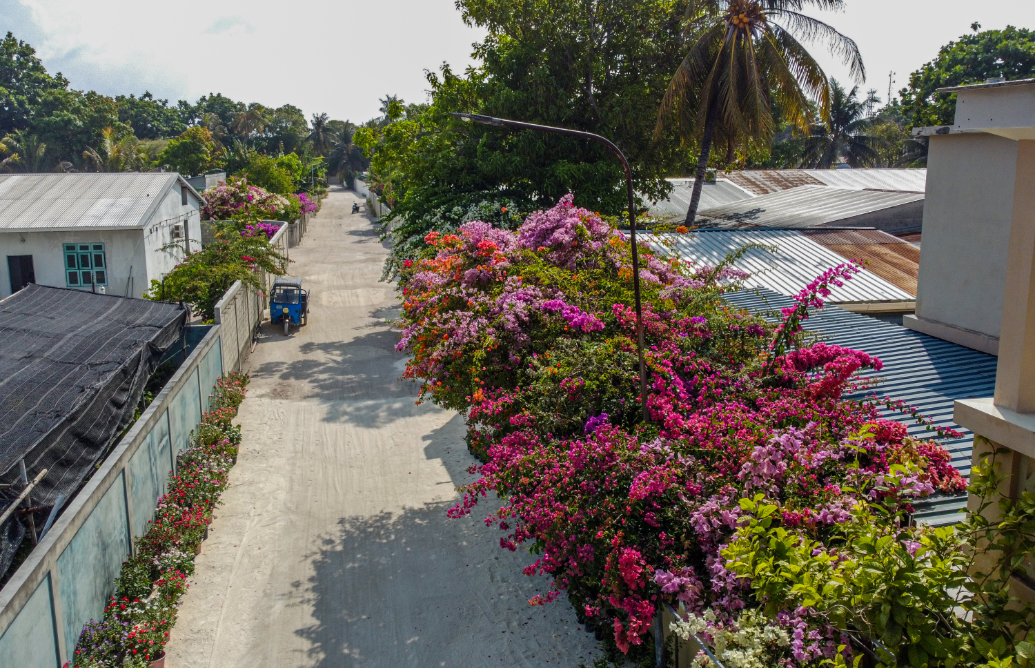 ކާށިދޫގެ މަގެއްގައި ބޯގަންވިލާ ހައްދާފައި: މި ރަށުގައި މާގަހެއް ނެތް މަގެއް މަދުވާނެ. -- ފޮޓޯ: އަހްމަދު އަޒާން | މިހާރު