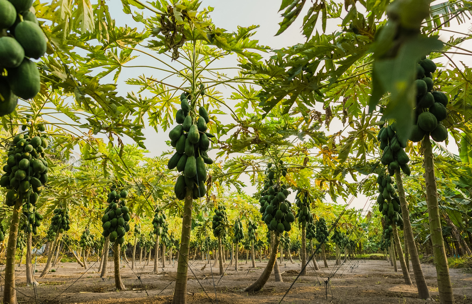 ކާށިދޫގެ ފަޅޯ ދަނޑެއް: ތަރުކާރީ އާއި މޭވާގެ ގިނަ ބާވަތްތަކެއް މި ރަށުގައި ހައްދާ. -- ފޮޓޯ: އަހްމަދު އަޒާން | މިހާރު